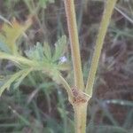 Erodium ciconium Rusca