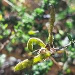 Adenocarpus complicatus Fruit