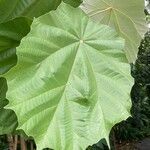 Pterospermum acerifolium Hoja