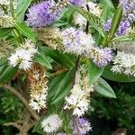 Veronica salicifolia Flower