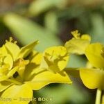 Euphorbia squamigera Blomst
