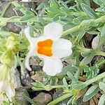 Linaria triphylla Blatt