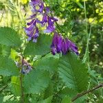 Vicia dasycarpa Кветка