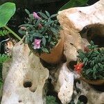 Dendrobium cuthbertsonii Habit