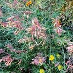 Agastache rupestris Leaf