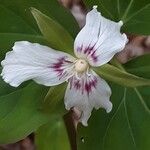 Trillium undulatum Flower