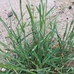 Glyceria declinata List