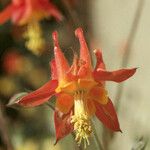 Aquilegia desertorum Flower