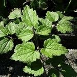 Clematis virginiana Blad