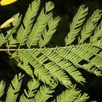 Vachellia collinsii Blatt