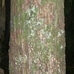 Pachira dolichocalyx Bark