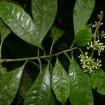 Chrysochlamys glauca Hoja