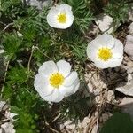 Ranunculus seguieri Fleur