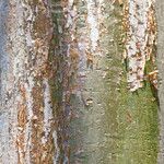 Bursera simaruba പുറംതൊലി