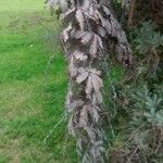 Acacia baileyana Blad