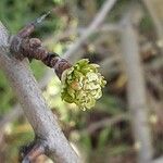 Crataegus azarolus Ліст