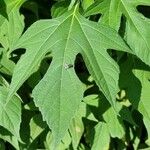 Tithonia diversifolia Leaf