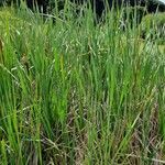 Typha orientalis Habit