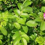 Rosa rugosa Leaf