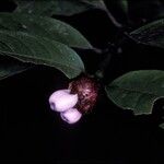 Psychotria amplifolia Fruto