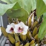 Bifrenaria tyrianthina Tabia