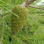 Pinus halepensis Fruto