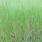 Aegilops cylindrica موطن