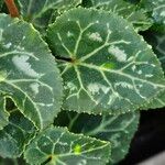 Cyclamen spp. Leaf
