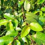Harungana madagascariensis Hoja