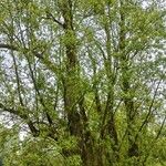 Salix euxina 整株植物