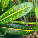 Codiaeum variegatumLeaf