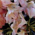 Rhododendron maximum 花