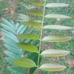 Eurycoma longifolia Leaf