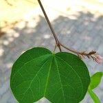 Bauhinia galpinii Folha