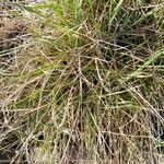 Carex leporina पत्ता