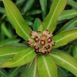 Euphorbia mellifera 花
