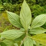 Cornus peruviana Hoja