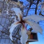 Ceiba speciosaBloem