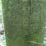 Eperua rubiginosa Corteza