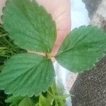 Fragaria × ananassa Yaprak