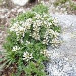 Trifolium thalii Flower