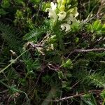 Pedicularis comosa Habit