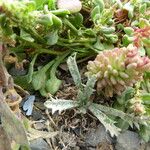 Sedum rubens Hábito
