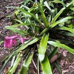 Aechmea mariae-reginae Hábito