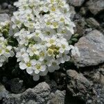 Hornungia alpina Blomst