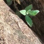 Atriplex semibaccata Blatt