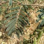 Calliandra houstoniana Feuille