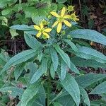 Verbesina alternifolia Flower