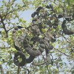 Bauhinia rufescens पत्ता