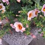 Calibrachoa parviflora 花